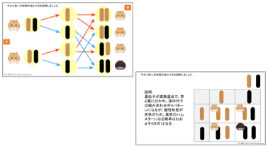 中3 理科 遺伝の規則性と遺伝子