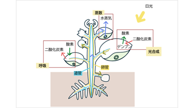 中2 理科 植物の体のつくりと働き：葉・茎・根のつくりと働き