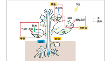 中2 理科 植物の体のつくりと働き：葉・茎・根のつくりと働き