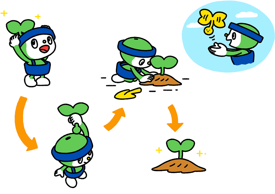 頭の芽を収穫して植える様子